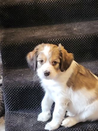 Kooikerhondje Welpen (geb. 29.07.2026)