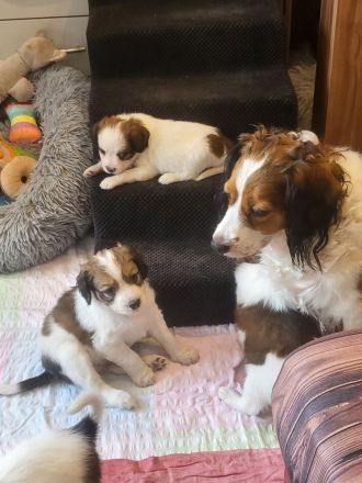 Kooikerhondje Welpen (geb. 29.07.2026)
