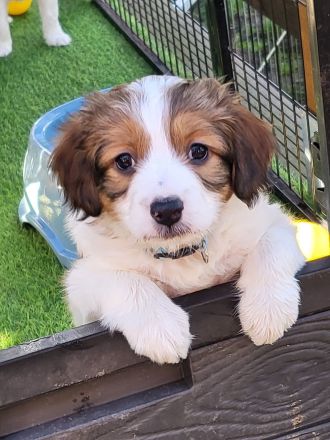 Wurfankündigung Kooikerhondje