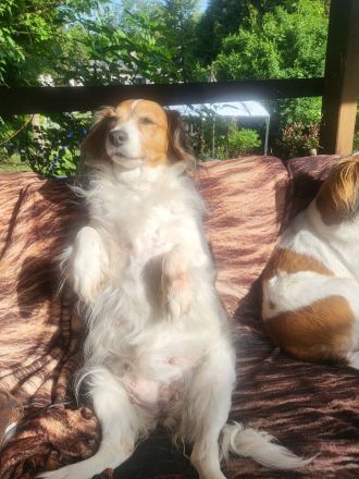 Wurfankündigung Kooikerhondje