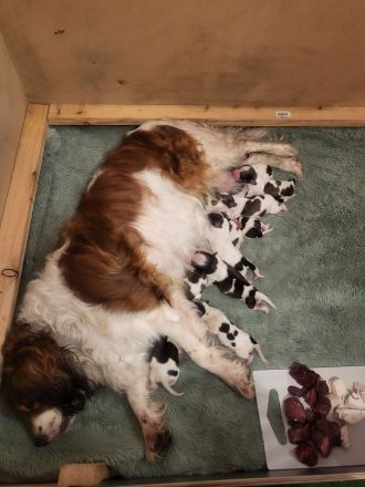 Kooikerhondje Welpen (geb. 28.07.2026)