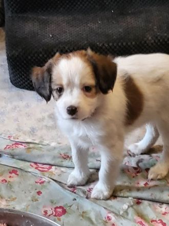 Kooikerhondje Welpen (geb. 29.07.2026)