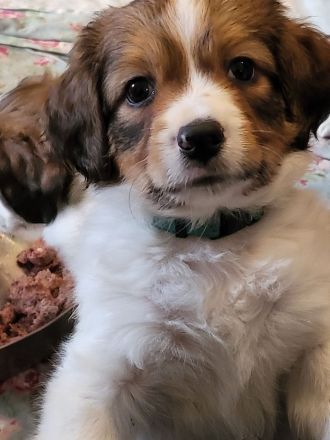 Kooikerhondje Welpen (geb. 29.07.2026)