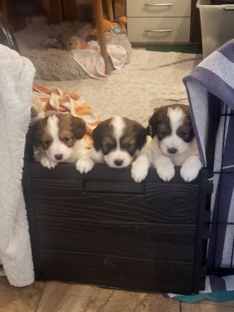 Wurfankündigung Kooikerhondje