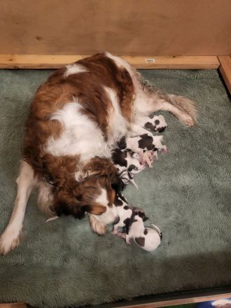 Kooikerhondje Welpen (geb. 28.07.2026)