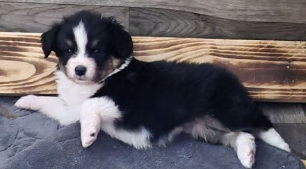 Mini Australien Shepards