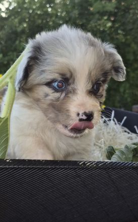 Mini Australien Shepards