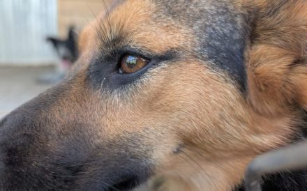 Unsichere Peaches sucht Zuhause, das ihr Sicherheit schenkt