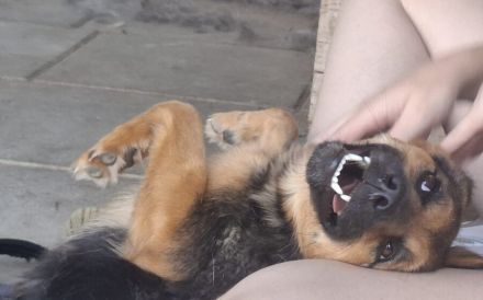 Unsichere Peaches sucht Zuhause, das ihr Sicherheit schenkt
