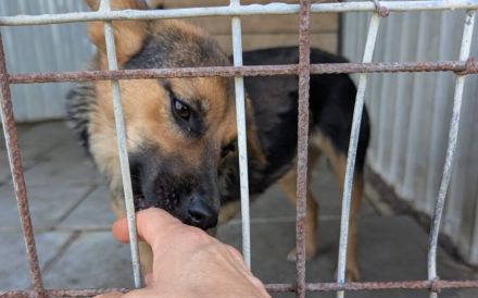 Unsichere Peaches sucht Zuhause, das ihr Sicherheit schenkt