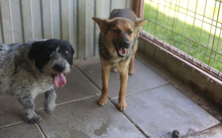 Unsichere Peaches sucht Zuhause, dass ihr Sicherheit schenkt
