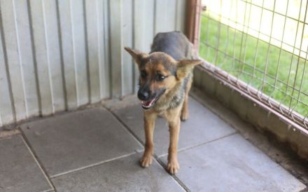 Unsichere Peaches sucht Zuhause, dass ihr Sicherheit schenkt