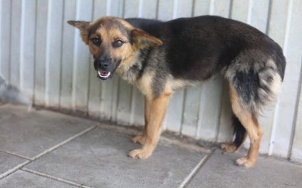 Unsichere Peaches sucht Zuhause, dass ihr Sicherheit schenkt