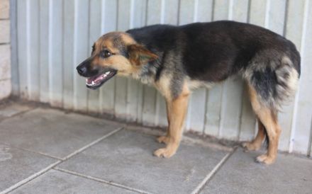 Unsichere Peaches sucht Zuhause, dass ihr Sicherheit schenkt