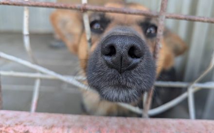 Unsichere Peaches sucht Zuhause, das ihr Sicherheit schenkt