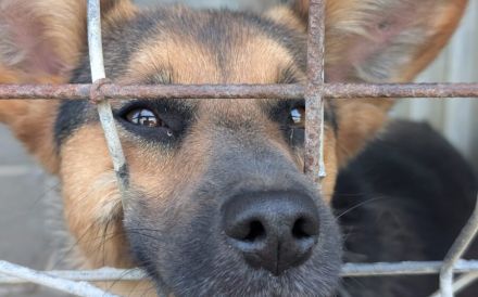 Unsichere Peaches sucht Zuhause, das ihr Sicherheit schenkt