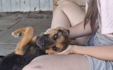 Unsichere Peaches sucht Zuhause, das ihr Sicherheit schenkt