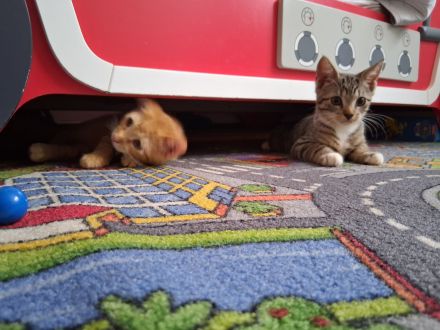 Baby Katzen Kitte 🐱