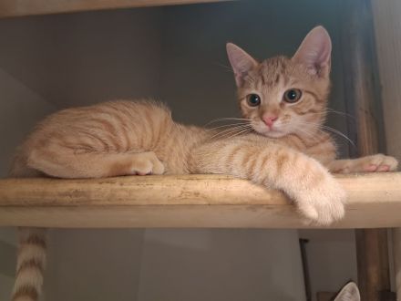 Baby Katzen Kitte 🐱