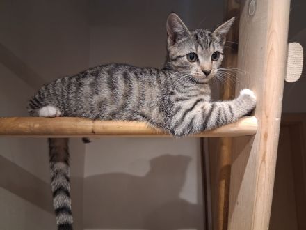 Baby Katzen Kitte 🐱