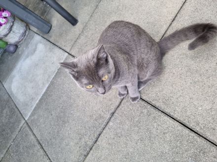 Bezauberndes Britisch Kurzhaar Katzenmädchen