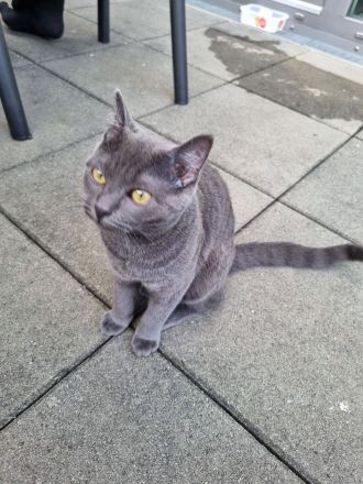 Bezauberndes Britisch Kurzhaar Katzenmädchen