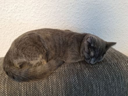 Bezauberndes Britisch Kurzhaar Katzenmädchen