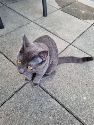 Bezauberndes Britisch Kurzhaar Katzenmädchen