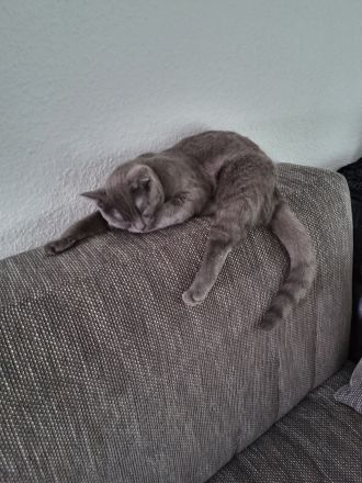 Bezauberndes Britisch Kurzhaar Katzenmädchen