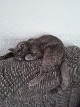 Bezauberndes Britisch Kurzhaar Katzenmädchen