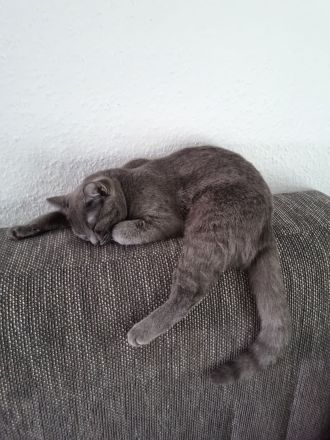 Bezauberndes Britisch Kurzhaar Katzenmädchen