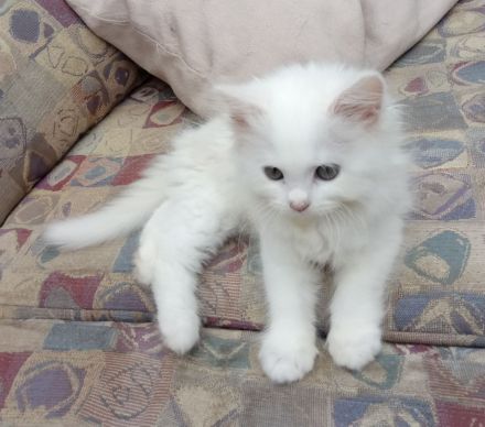 Wunderschöne Kitten suchen neue Dosenöffner (4x entwurmt, 2x geimpft, Mikrochip +Gesundheitszeugnis)