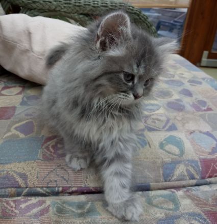 Wunderschöne Kitten suchen neue Dosenöffner (4x entwurmt, 2x geimpft, Mikrochip +Gesundheitszeugnis)