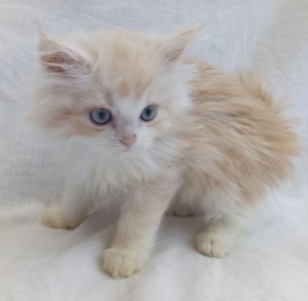 Wunderschöne Kitten suchen neue Dosenöffner (4x entwurmt, 2x geimpft, Mikrochip +Gesundheitszeugnis)