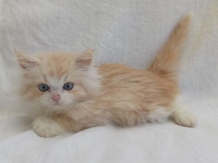 Wunderschöne Kitten suchen neue Dosenöffner (4x entwurmt, 2x geimpft, Mikrochip +Gesundheitszeugnis)