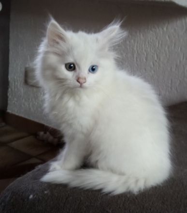 Wunderschöne Kitten suchen neue Dosenöffner (4x entwurmt, 2x geimpft, Mikrochip +Gesundheitszeugnis)