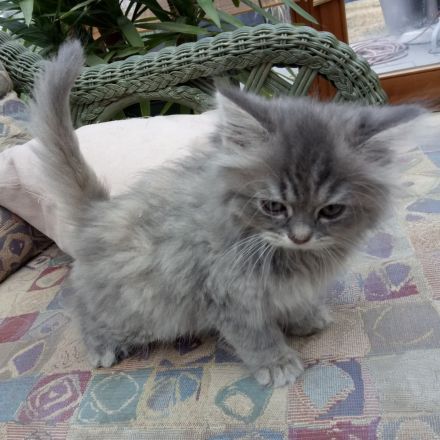 Wunderschöne Kitten suchen neue Dosenöffner (4x entwurmt, 2x geimpft, Mikrochip +Gesundheitszeugnis)