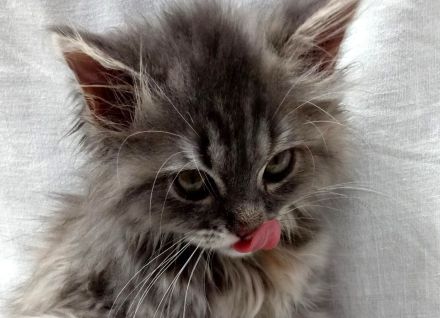 Wunderschöne Kitten sind auszugsbereit (2x geimpft, Mikrochip + tierärztliches Gesundheitszeugnis)