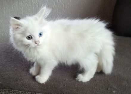 Wunderschöne Kitten suchen neue Dosenöffner (4x entwurmt, 2x geimpft, Mikrochip +Gesundheitszeugnis)