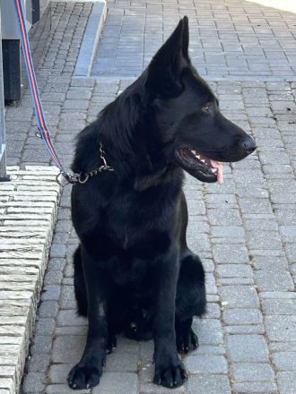 Großer kräftiger lackschwarzer bildschöner Schäferhund Rüde