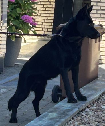 Großer kräftiger lackschwarzer bildschöner Schäferhund Rüde