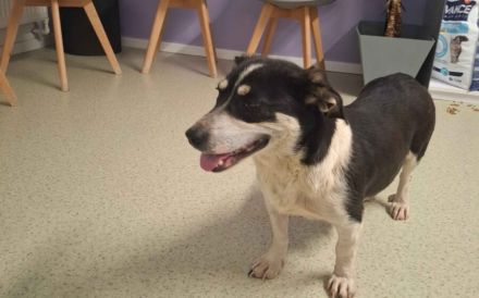 Sanfte und freundliche Ginny sucht Heimat