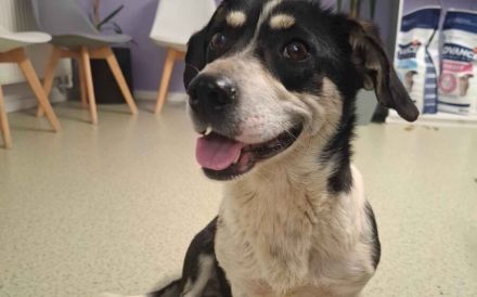 Sanfte und freundliche Ginny sucht Heimat