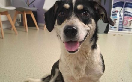 Sanfte und freundliche Ginny sucht Heimat