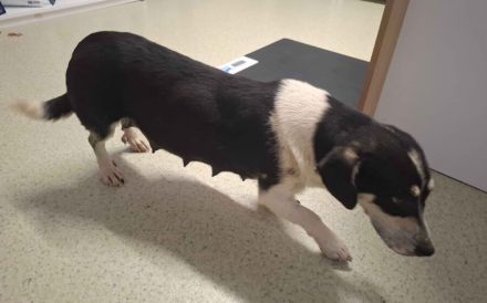 Sanfte und freundliche Ginny sucht Heimat