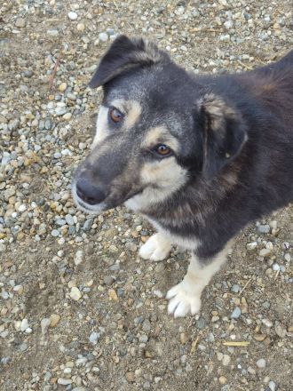 Zoey, 2,5 Jahre alt, freundlich, aufgeschlossen, auf der Suche nach ihren Menschen
