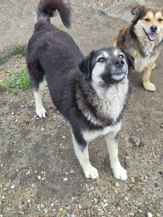 Zoey, 2,5 Jahre alt, freundlich, aufgeschlossen, auf der Suche nach ihren Menschen