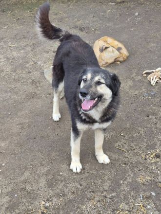 Zoey, 2,5 Jahre alt, freundlich, aufgeschlossen, auf der Suche nach ihren Menschen