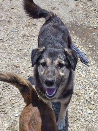 Zoey, 2,5 Jahre alt, freundlich, aufgeschlossen, auf der Suche nach ihren Menschen