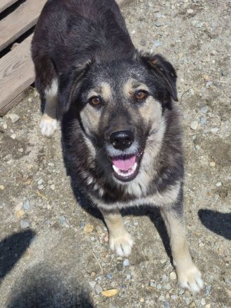 Zoey, 2,5 Jahre alt, freundlich, aufgeschlossen, auf der Suche nach ihren Menschen